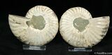 Inch Cut and Polished Ammonite #763-2